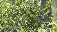 Peucaea aestivalis aestivalis