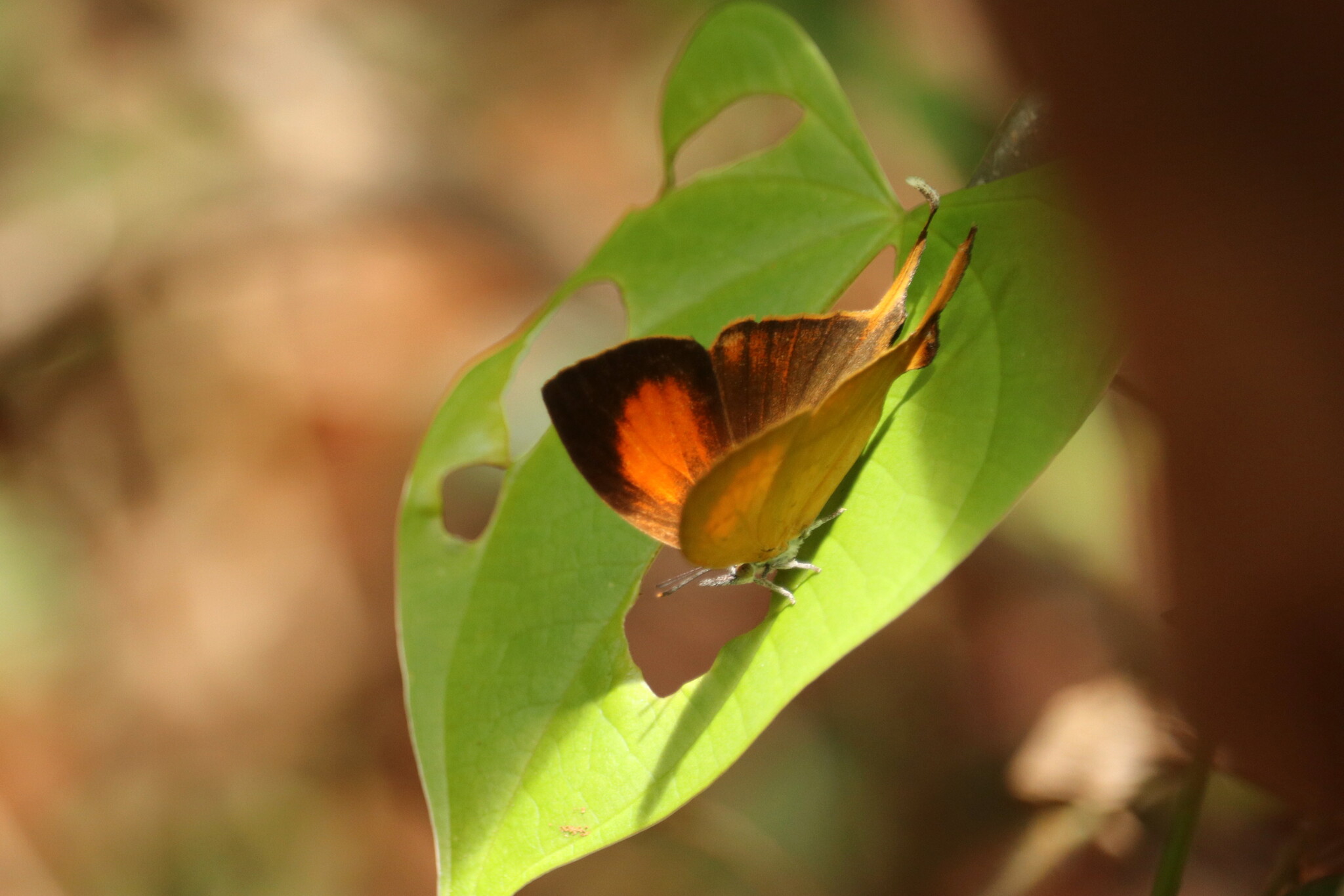 Yamfly