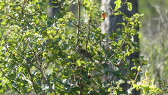 Peucaea aestivalis aestivalis