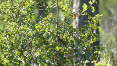 Peucaea aestivalis aestivalis