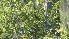 Peucaea aestivalis aestivalis