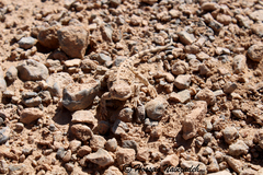Zagros Toad-Headed Agama photo 4