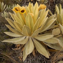 Espeletia frontinoensis