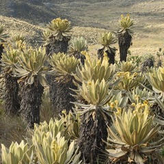 Espeletia frontinoensis