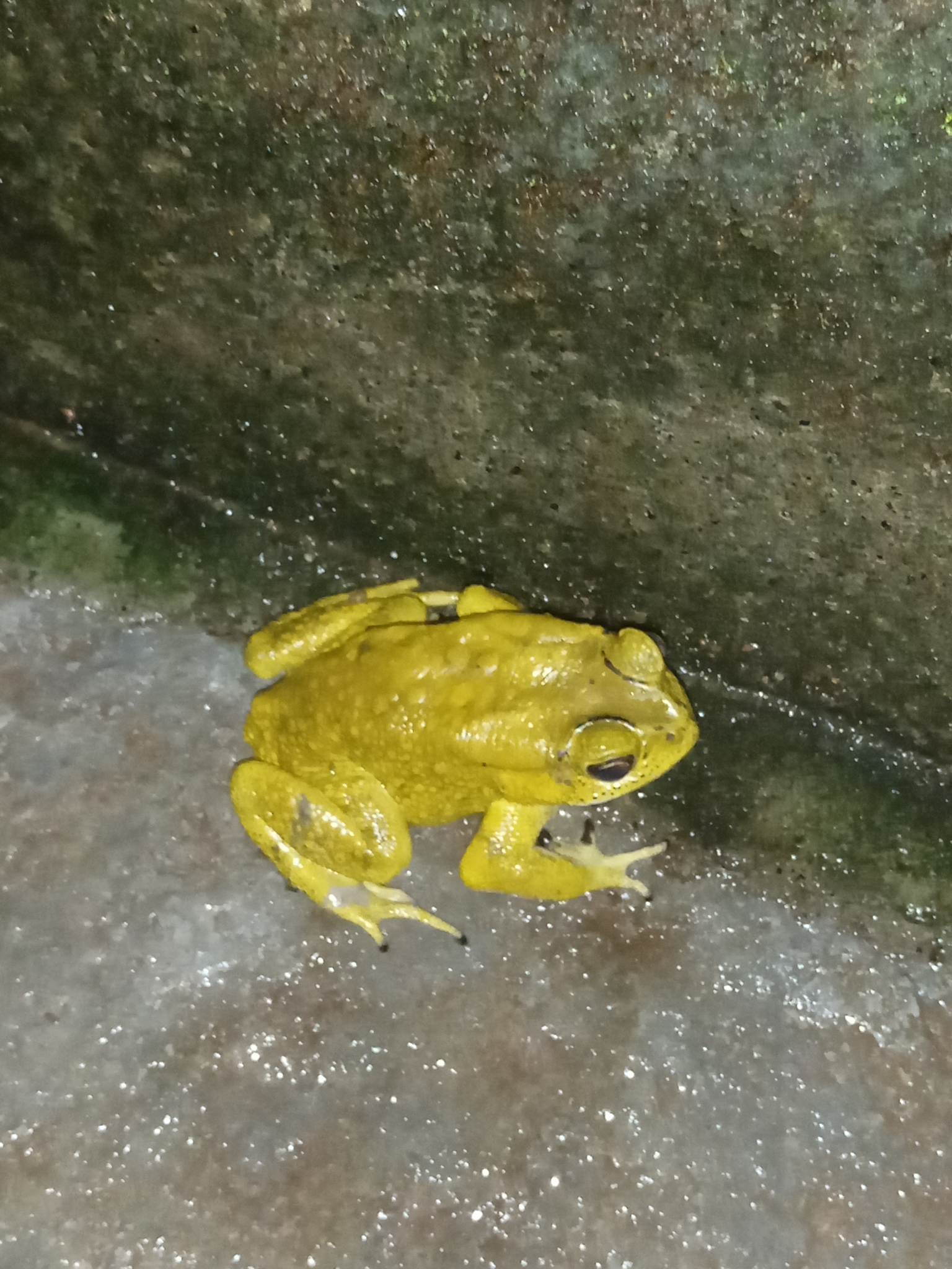 Indian Common True Toad