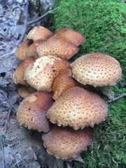 Pholiota