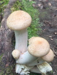 Pholiota