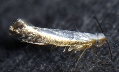 Argyresthia subreticulata