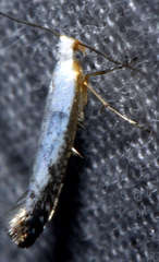 Argyresthia subreticulata