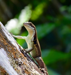 Leiocephalus macropus