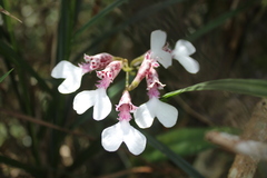 Rodriguezia decora, photograph (c) William G. Borges, some rights reserved (CC BY)
