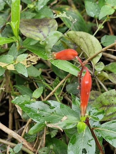 Foto de Sete-sangrias