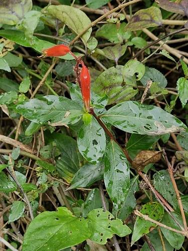 Foto de Sete-sangrias
