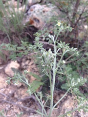 Antiphytum floribundum