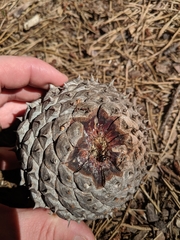 Pinus pungens