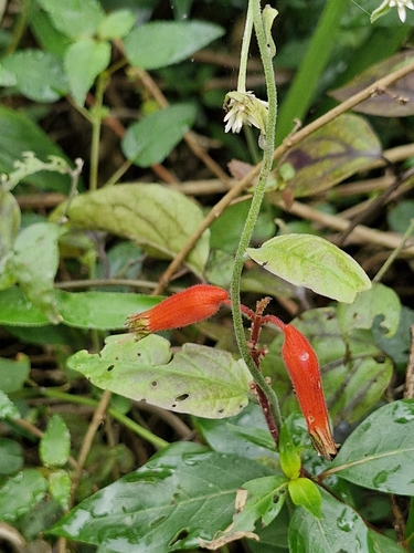Foto de Sete-sangrias
