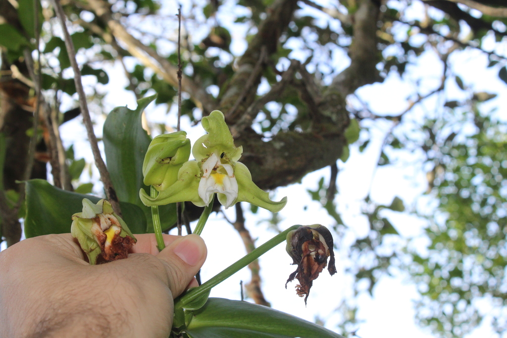Vanilla arcuata