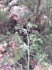 Antiphytum floribundum