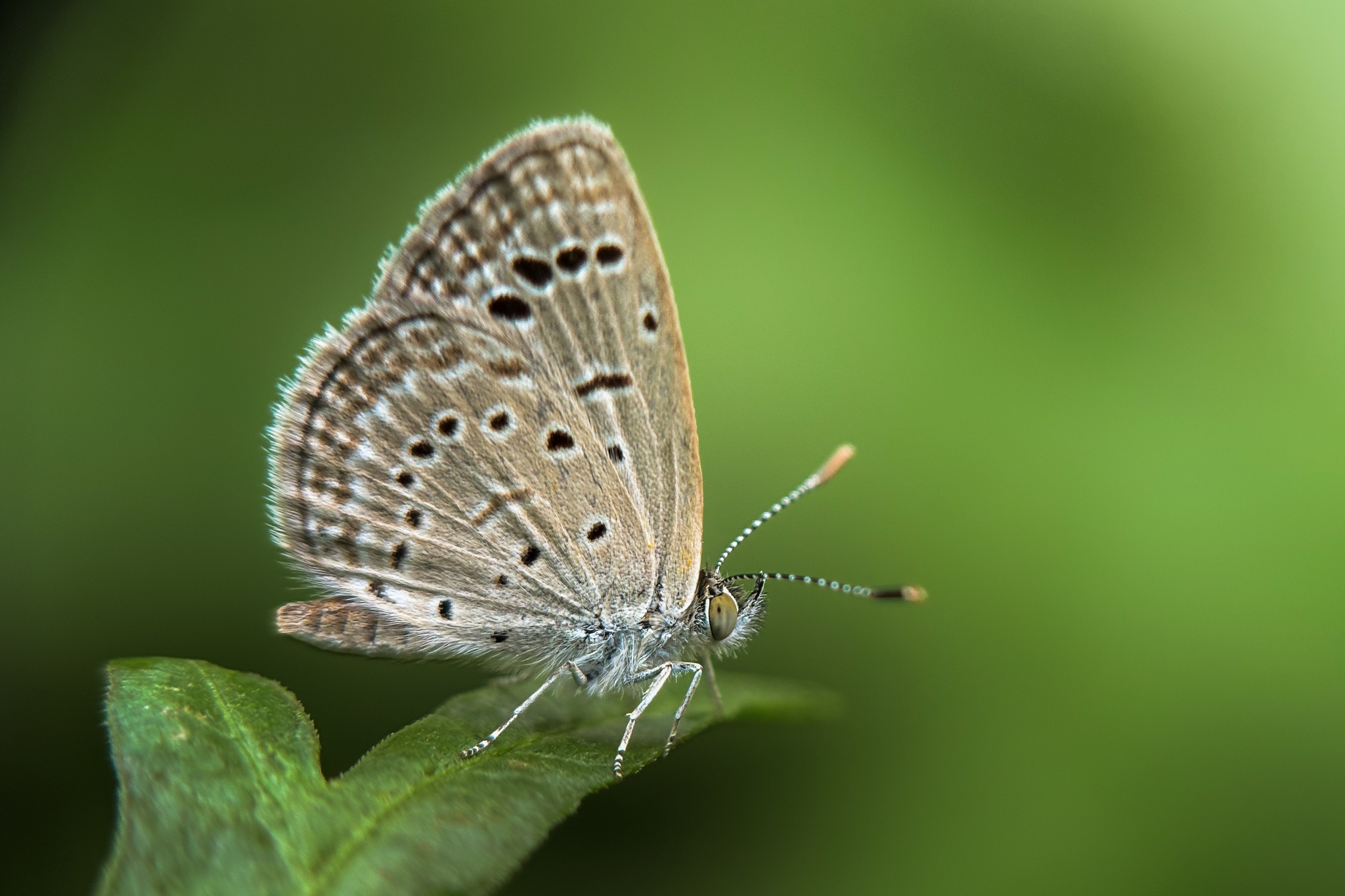 Dark Grass Blue