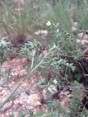 Antiphytum floribundum