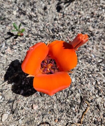 Desert mariposa lily (Calochortus kennedyi)
