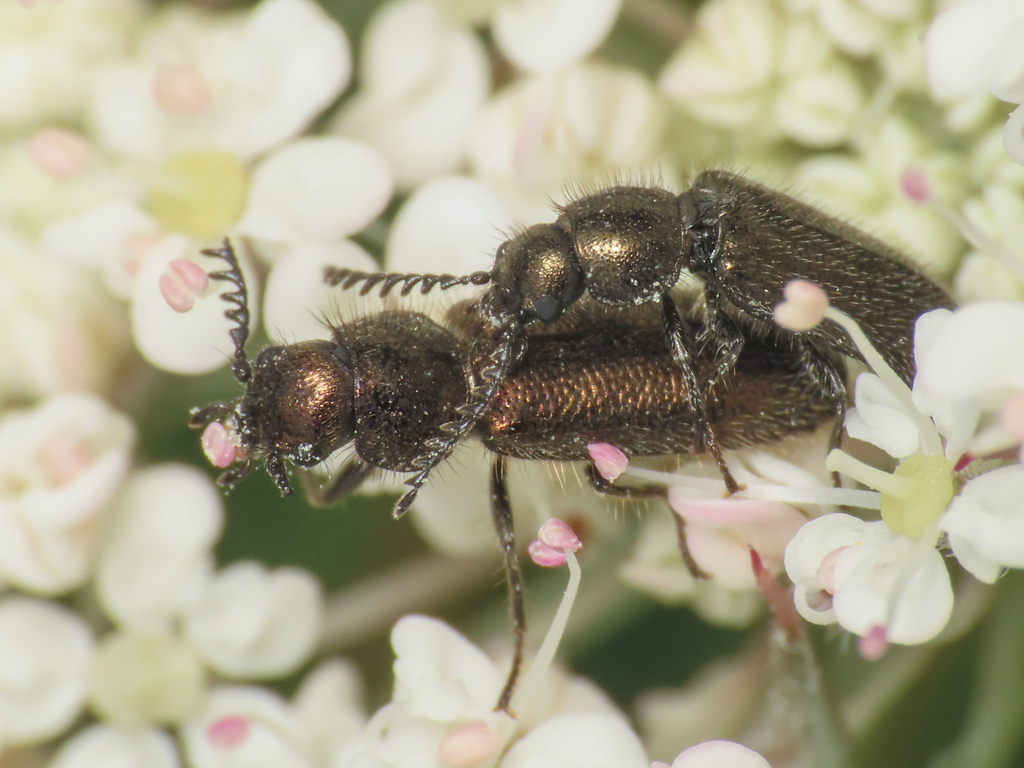 Aplocnemus pectinatus