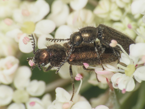 Aplocnemus pectinatus