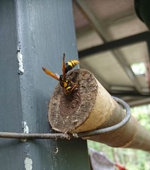 Rhynchium superbum