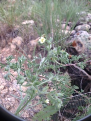 Antiphytum floribundum