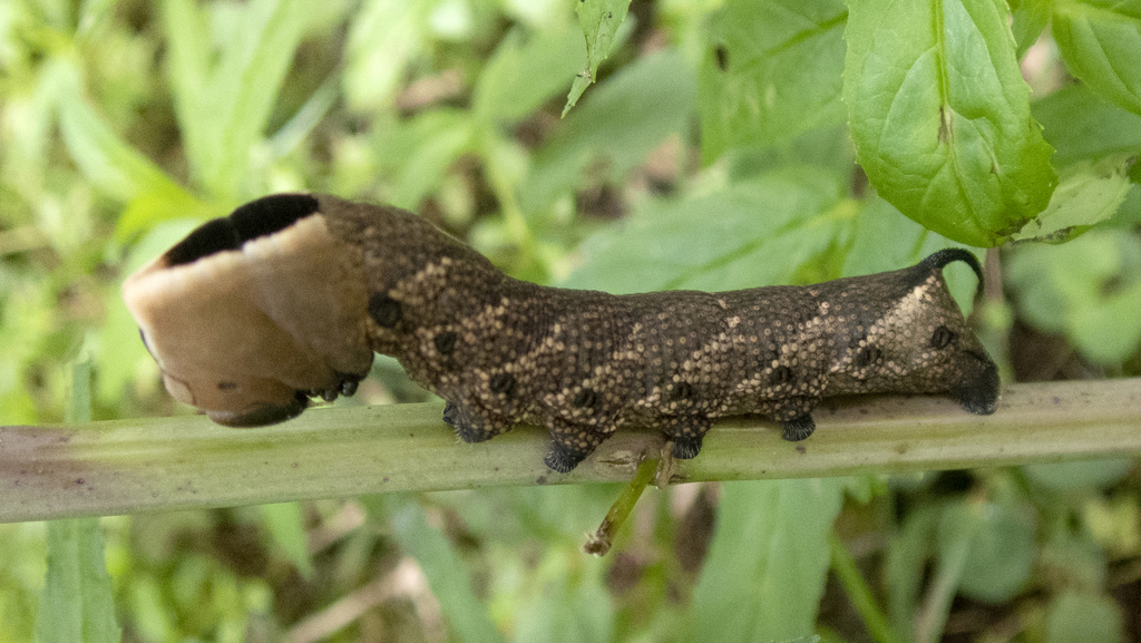Hermit Sphinx Moth
