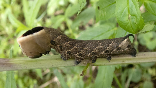 Hermit Sphinx Moth