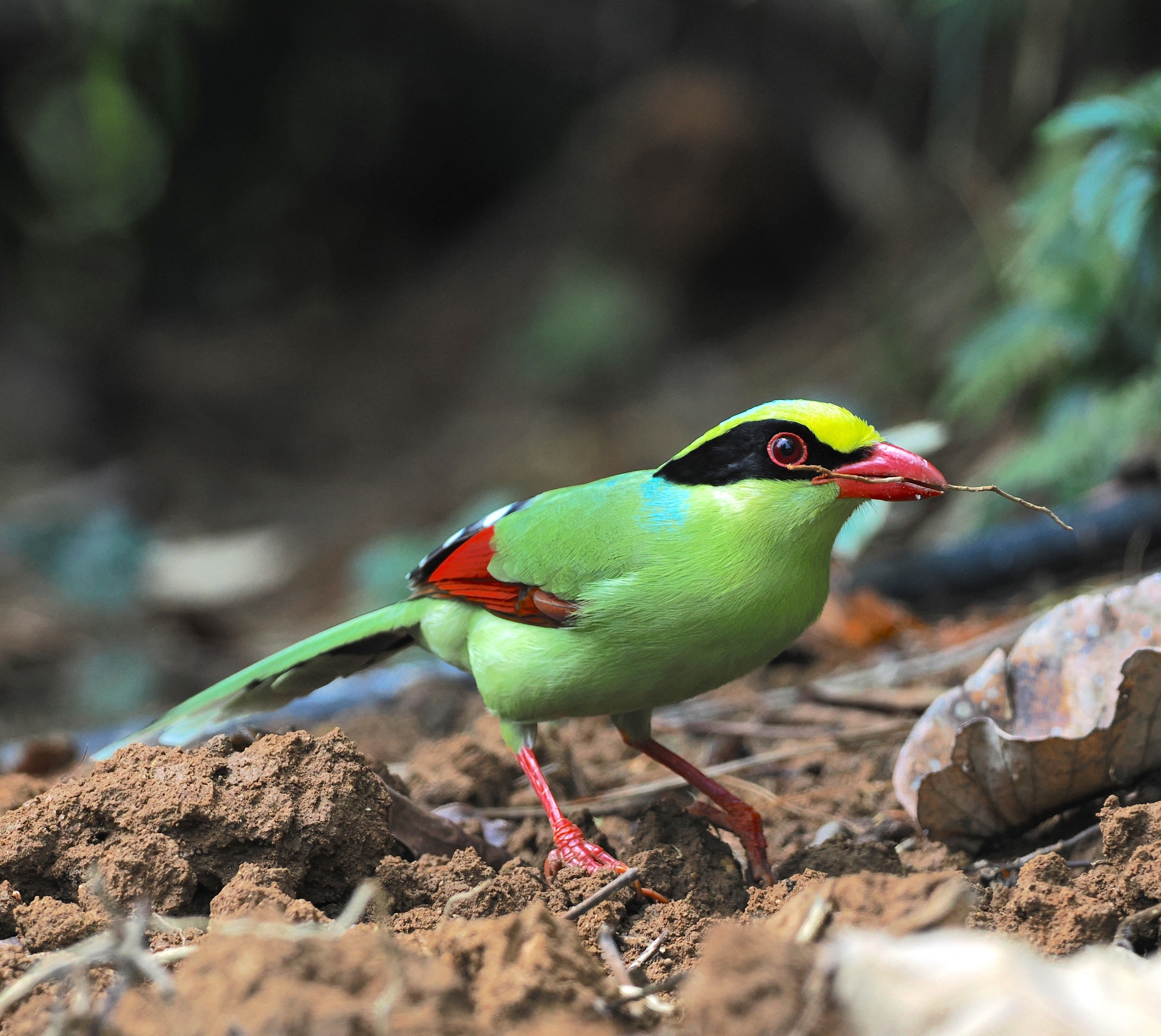 Common Green Magpie
