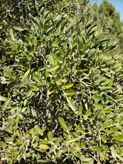 Dermatophyllum arizonicum