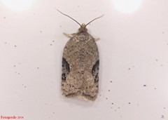 Acleris cornana