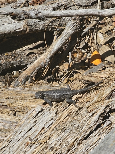 iNaturalist observation photo of Western Fence Lizard