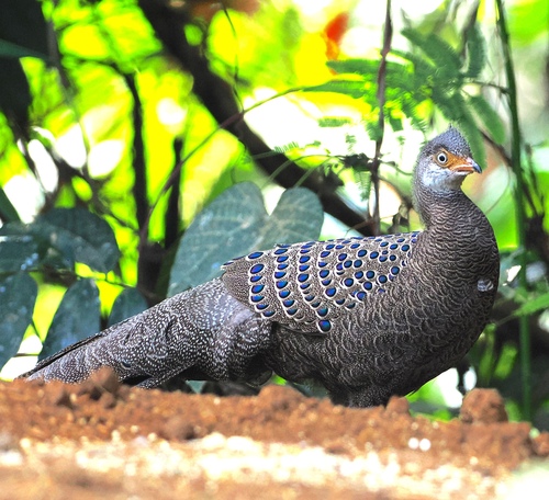 Grey Peacock-Pheasant (Polyplectron bicalcaratum), photo 4