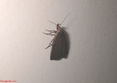 Macrochilo orciferalis