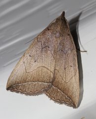 Simplicia armatalis
