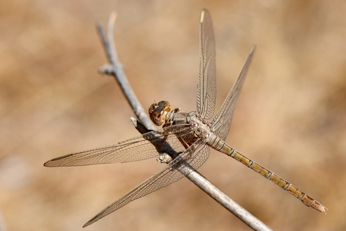 Many-celled Skimmer