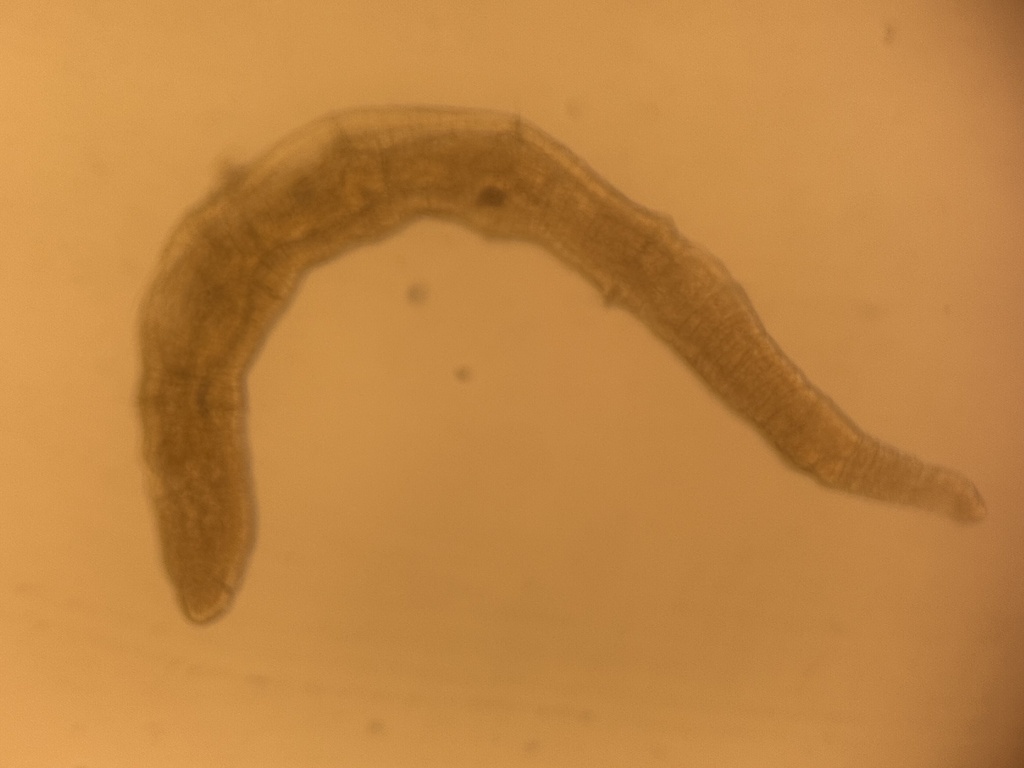 Aulodrilus