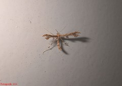 Geina periscelidactylus