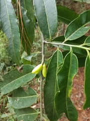 Lacmellea
