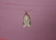 Sparganothis xanthoides