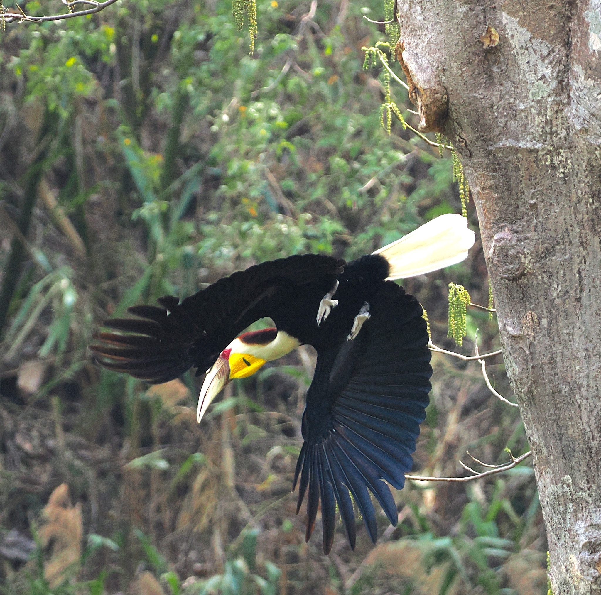 Wreathed Hornbill