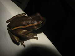 Trachycephalus mesophaeus