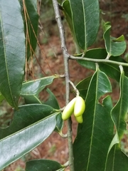 Lacmellea