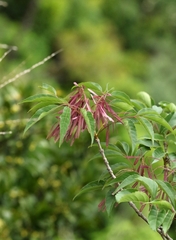Fraxinus insularis, photograph author not stated, no rights reserved