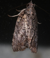 Etanna clopaea