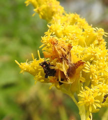 Phymata americana americana