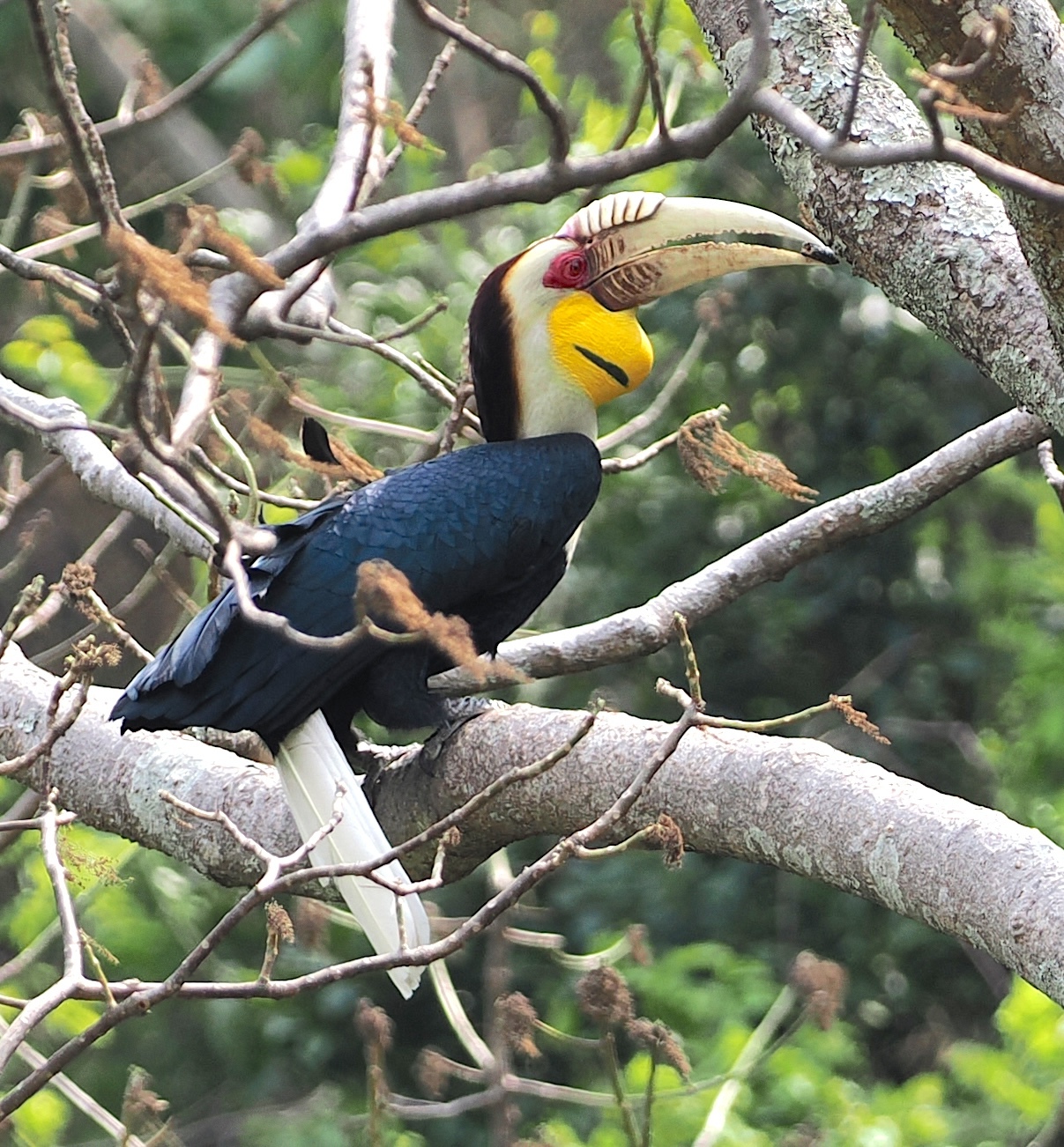 Wreathed Hornbill